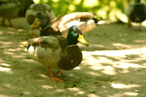 Duck on forest floor Stock Photos