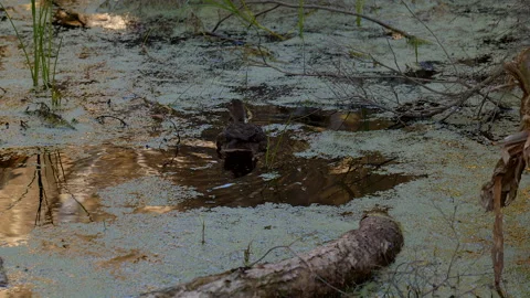 Duck forges path through algae infested swamp creates stunning reflections  Stock-Footage 165586900