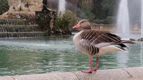 Duck on a fountain Stock Footage