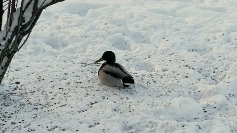 A duck freezes in the snow during severe frost Stock Footage 329250053