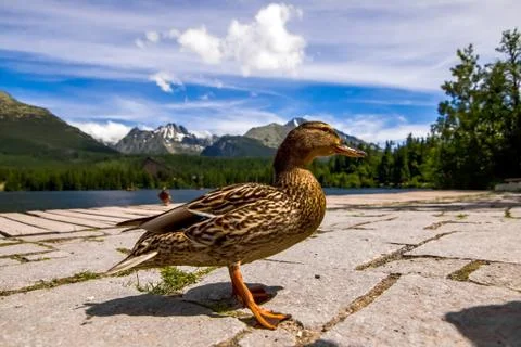Duck in front lake Stock Photos
