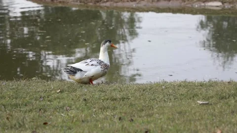 Duck in front of Pond Stock Footage