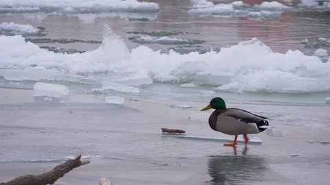 Duck in an frozen river Video stock 71282539