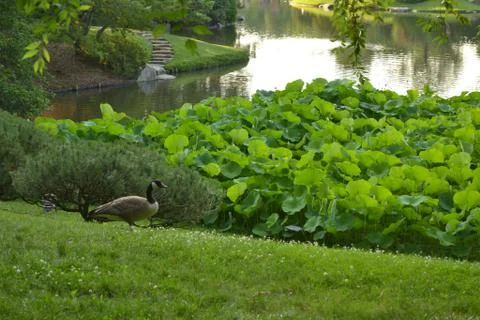 A Duck in a Garden Alone Fotos Stock