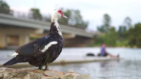 Duck gazing by the river Stock Footage