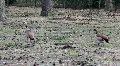 Duck geese birds defeat cute chicken against raven HD Footage