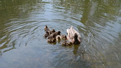 Duck gets cross with one of her ducklings Vídeos de archivo 251907277