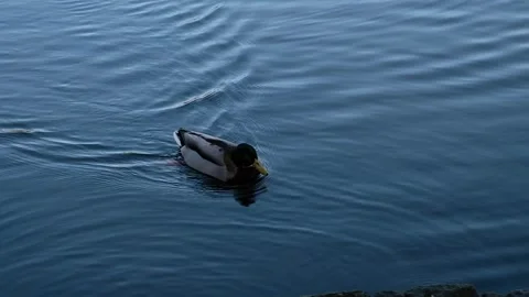 Duck Gets out of Lake Stock Footage 293502579