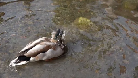 Duck getting clean in the river BIG FLAPPING WINGS Stock Footage 106522098