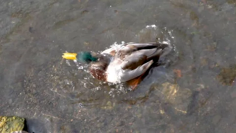 Duck getting clean in the river Stock Footage 106522251