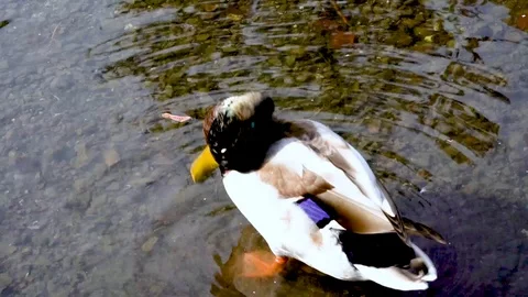 Duck getting clean in the river Slow Motion Stock Footage 106522116
