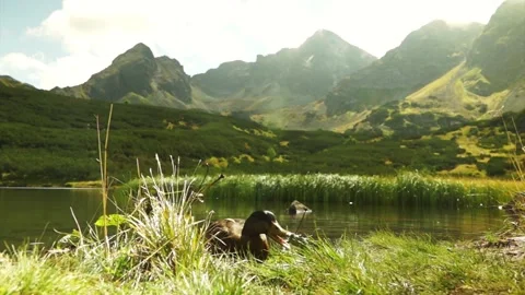 Duck getting out from a lake in the mountains, landscape view of Tatry mountains Stock Footage 172269858