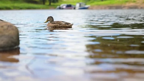 Duck glides calmly across reflective lake surface. Water ripples gently, mi.. Stock Footage 340040037