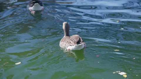 Duck gliding gracefully across a tranquil green pond Stock Footage 307629310