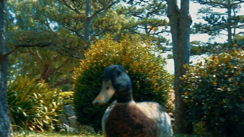 The duck goes to the camera and turns the beak. Video stock 113353202