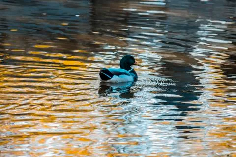 Duck in golden light Stock Photos