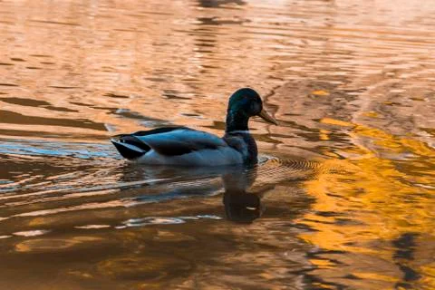 Duck in golden light Stock Photos