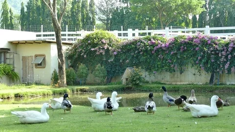 Duck with goose Stock Footage 84204772