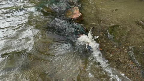 The duck got caught in the net. Stock Footage 194033506