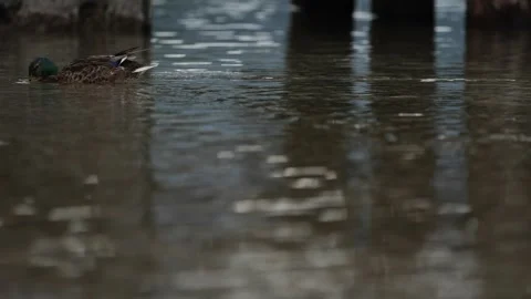 A duck gracefully swimming on the surface of a crystal-clear lake Video stock 304592139