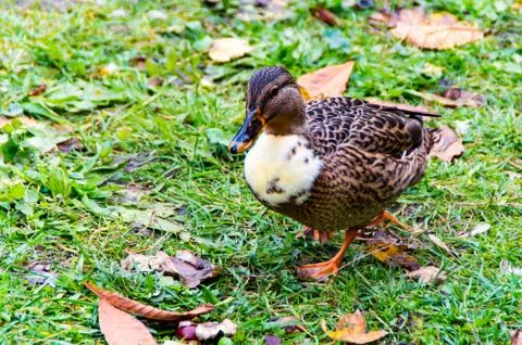 A Duck on the Gras Stock Photos
