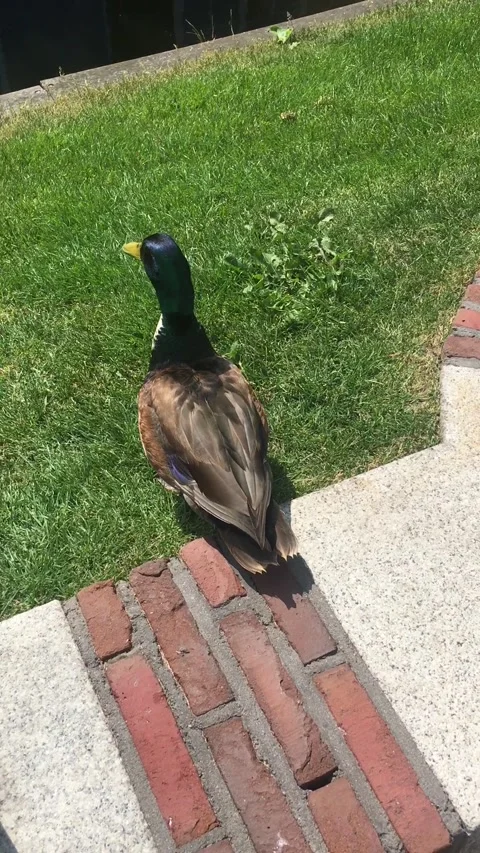 Duck on grass, in Amsterdam Stock Footage 191897435