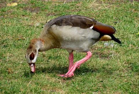 Duck on the grass field Stock Photos