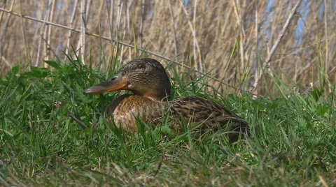 Duck in grass Stock Footage 702949