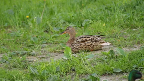 Duck in the grass Video stock 90376265