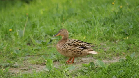 Duck in the grass 库存影片 90481446