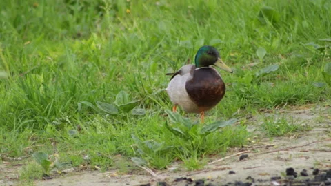 Duck in the grass Stock Footage 90606879
