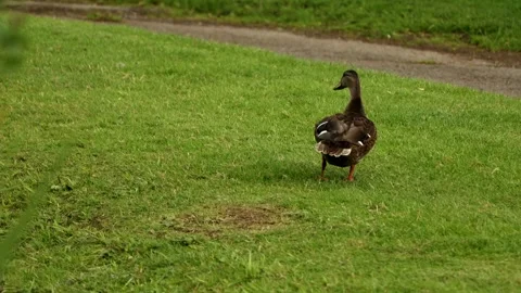 Duck on grass Stock Footage 247286121