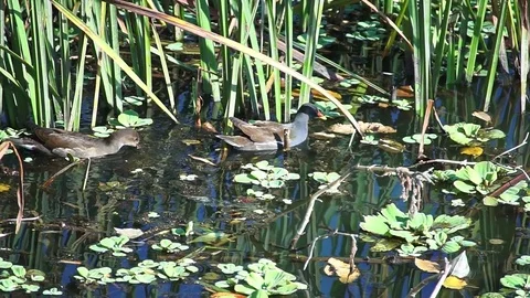 Duck in a grass at the lake. Stock Footage 70869002