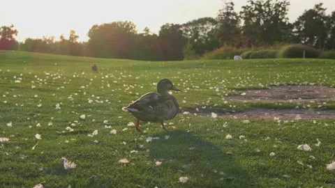 Duck on grass in park at sunset Video stock 144599960