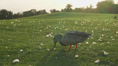 Duck on grass in park at sunset 库存影片 144600629