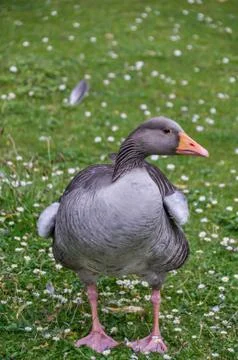 Duck on a grass Stock Photos