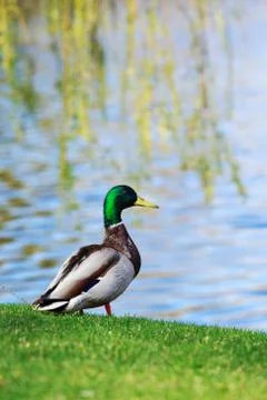 Duck on the grass Stock Photos