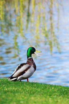 Duck on the grass 库存照片