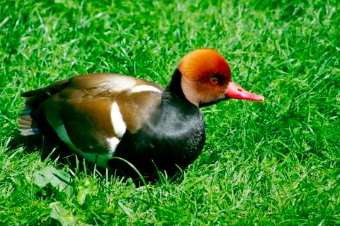 Duck in the grass Stock Photos