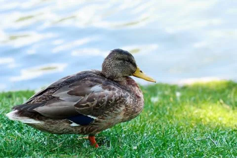 Duck on the grass Stock Photos