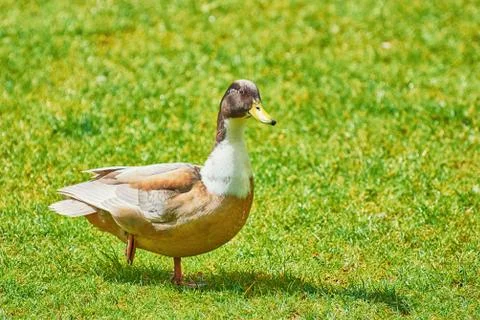 Duck on the Grass Stock Photos