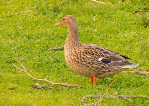 Duck on the grass Foto stock