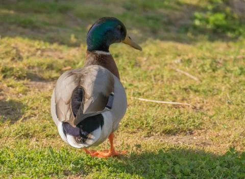 Duck on the grass Stock Photos