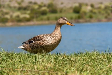 Duck on grass. Stock Photos