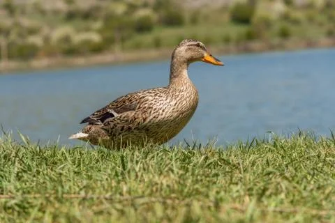 Duck on grass. Foto stock