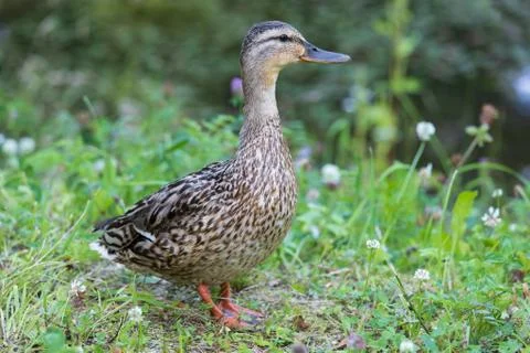 Duck in the grass Stock Photos