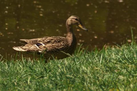 Duck on the grass Stock Photos