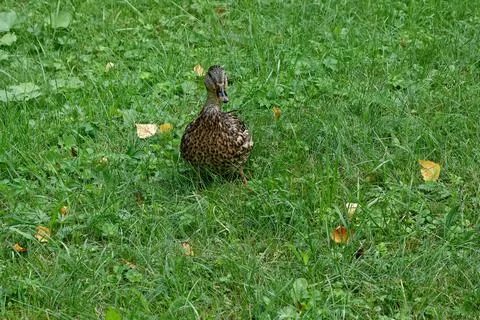 Duck on the grass. Stock Photos