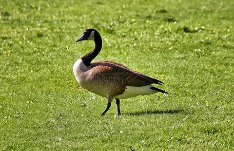 Duck on the grass Stock Photos