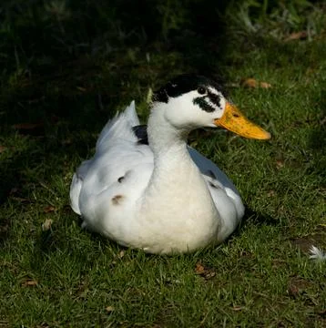 A duck on the grass Stock Photos